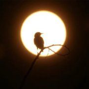 那些依赖光线节律